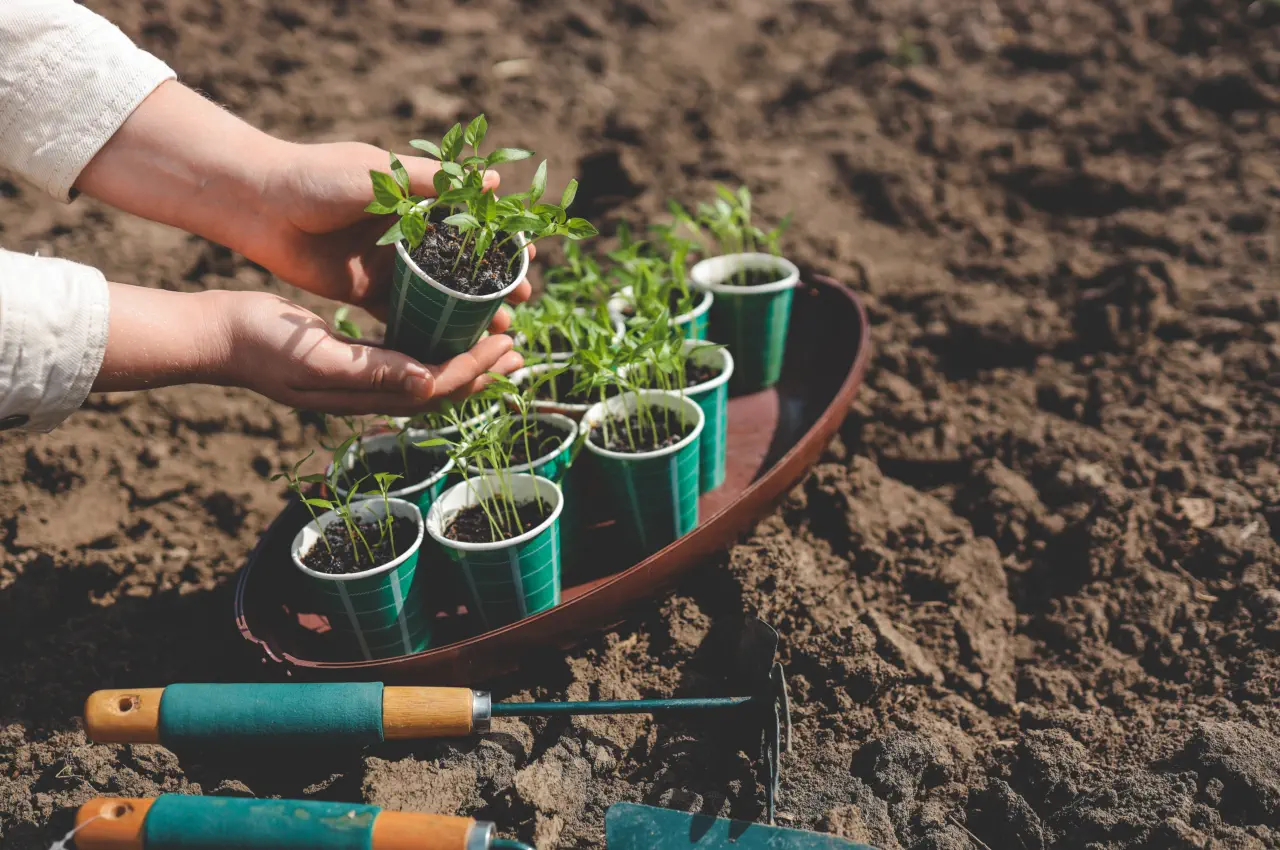 Top Easy To Grow Vegetables For Beginners